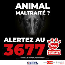 Un numéro à retenir : le 3677