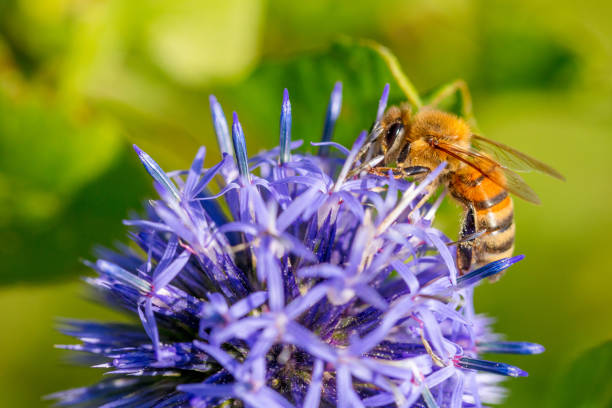 Face à la sécheresse comment fleurir son jardin ?