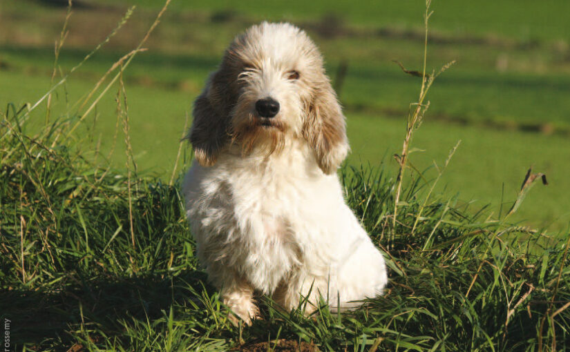 La Vendée a son chien : le griffon vendéen !